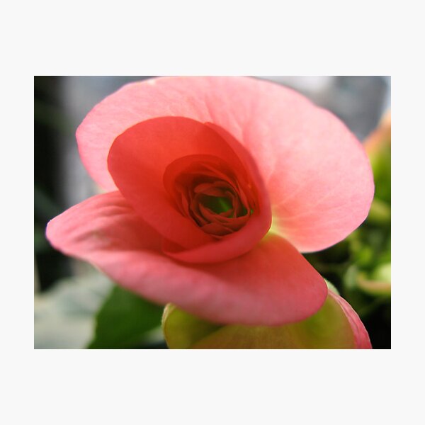 BEGONIA Photographic Print