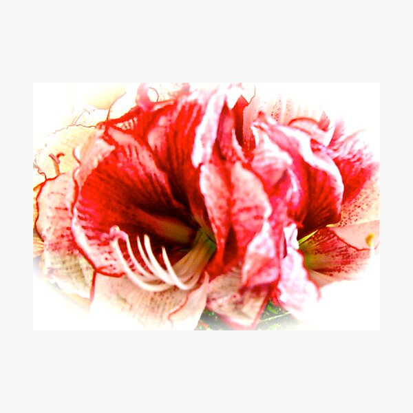 AMARYLLIS Photographic Print