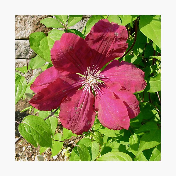 CLEMATIS AHOY! Photographic Print