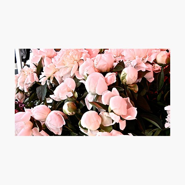 Untitled Photographic Print