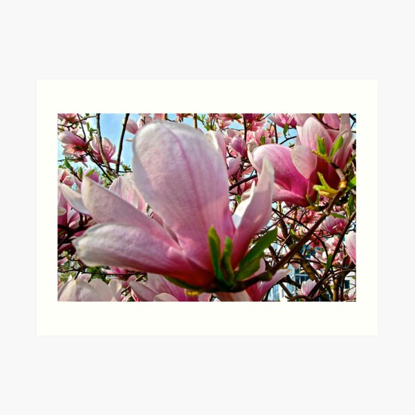 MAGNOLIA Art Print