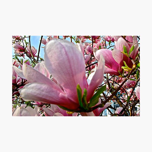 MAGNOLIA Photographic Print