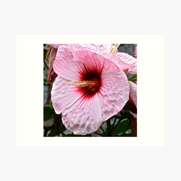 Untitled Art Print
