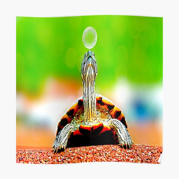 Cute Red Eared Slider  Poster