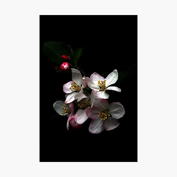 Item preview, Apple blossom designed and sold by Doug McRae.