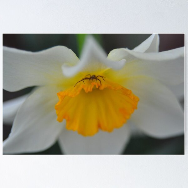 Item preview, Spider on  Daffodil 2 designed and sold by mltrue.