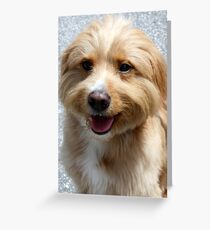 Say Cheese! Greeting Card