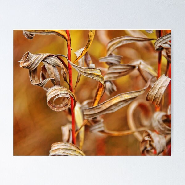 Item preview, autumnal curls designed and sold by Aimée McMaster.