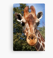 Giraffe Metal Print