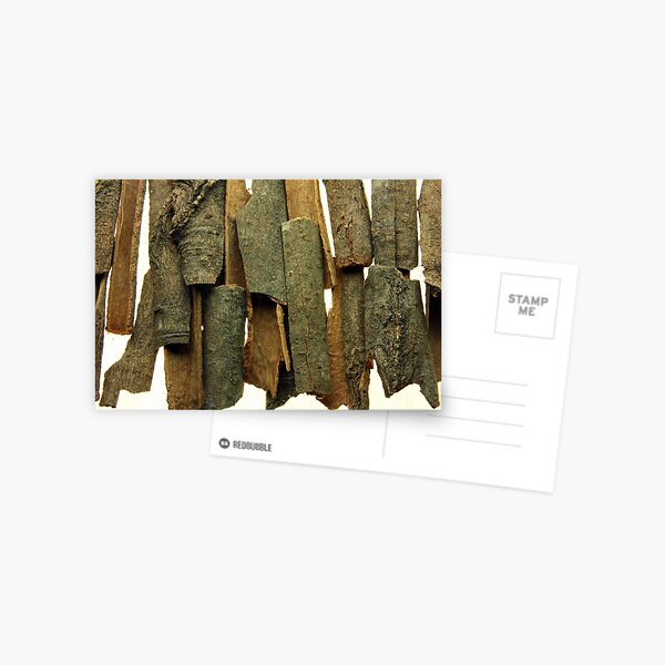Cinnamon Postcard