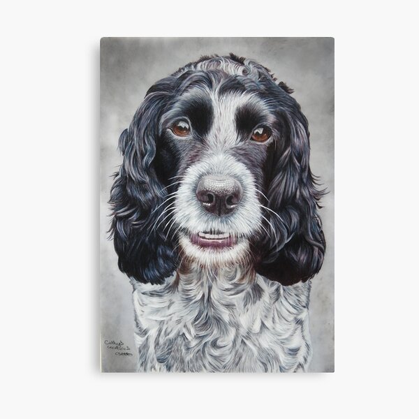 Rosie the Blue Roan, Cocker Spaniel Canvas Print