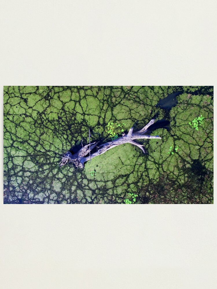 Alternate view of The Boynedale Tree Photographic Print