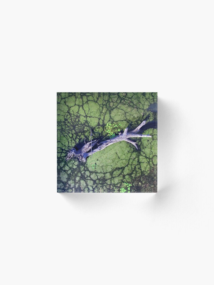 Alternate view of The Boynedale Tree Acrylic Block