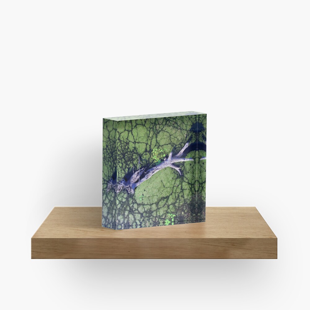 The Boynedale Tree Acrylic Block