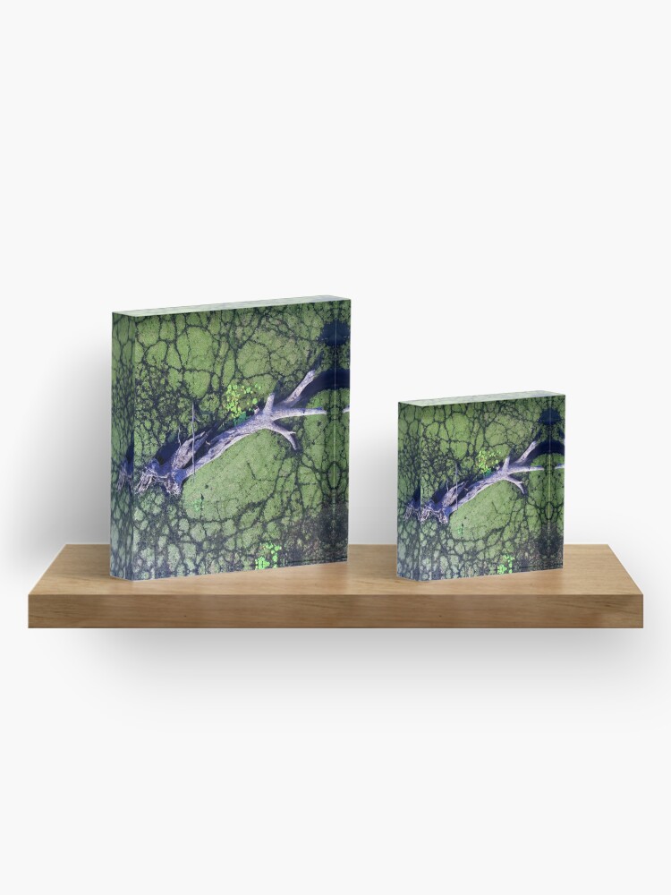 Alternate view of The Boynedale Tree Acrylic Block