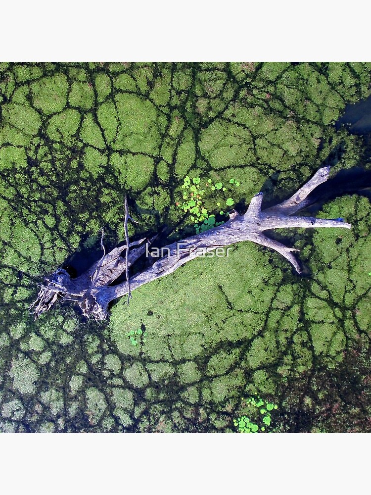 The Boynedale Tree by Mowog