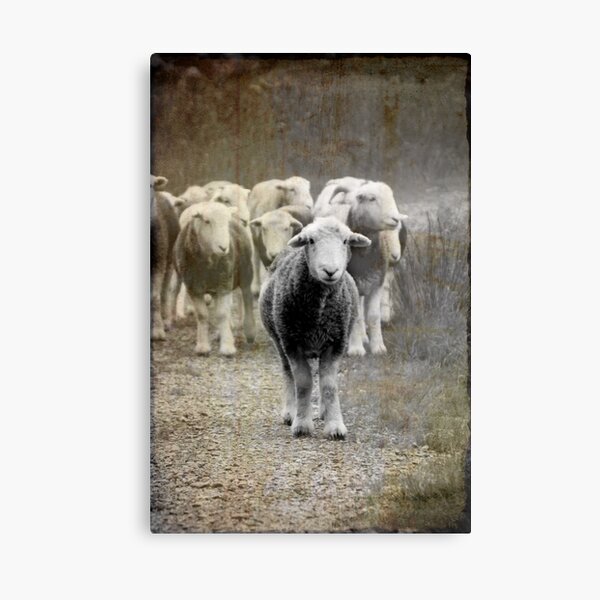 H E R D W I C K Canvas Print