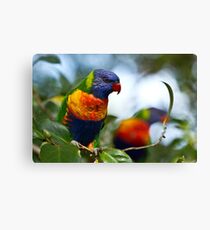 Rainbow Lorikeet Canvas Print
