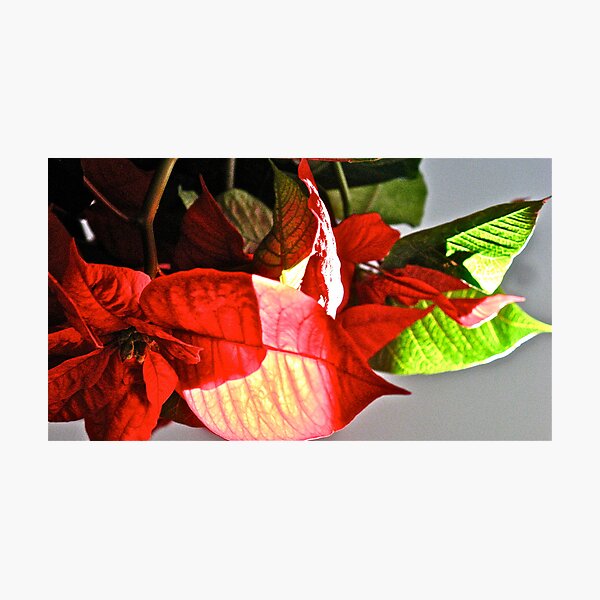 POINSETTIA Photographic Print
