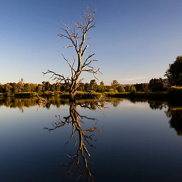 Artwork thumbnail, Tree Reflection by John Vandeven