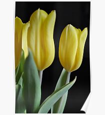 Tulips Poster