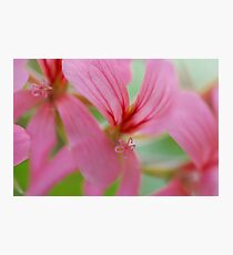 Geranium Photographic Print