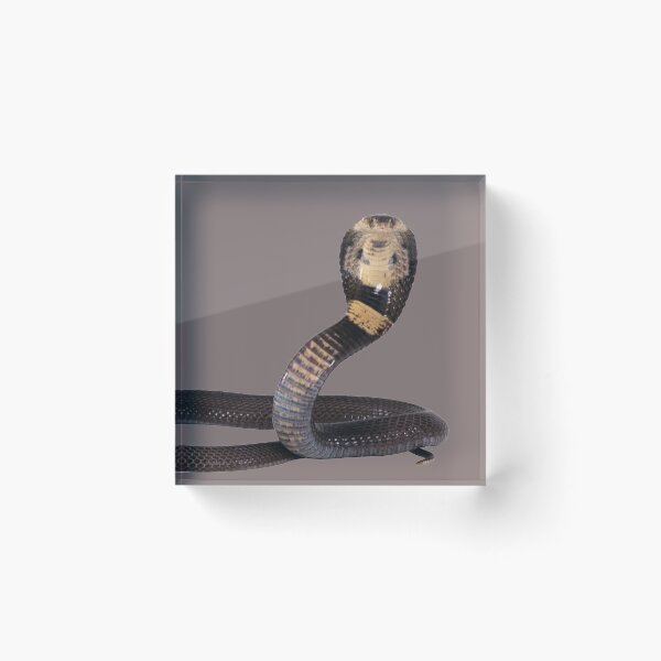 Item preview, Snake designed and sold by clinicstars.