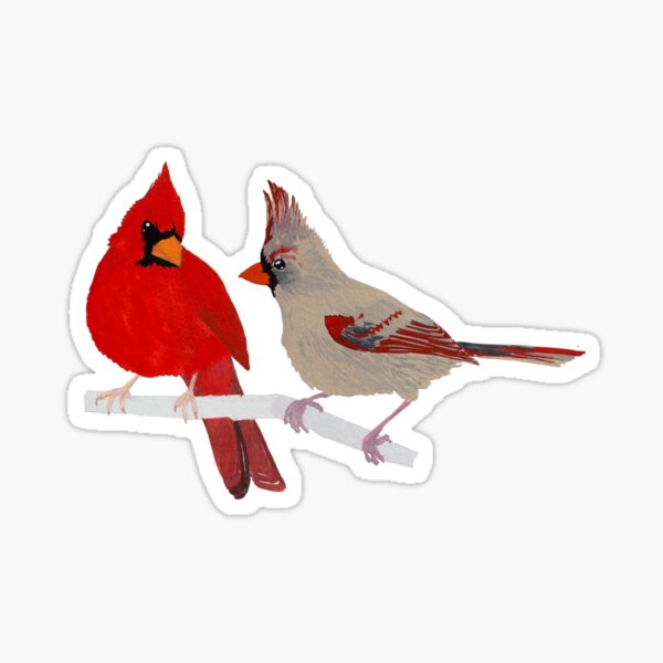 Cardinal Watercolor Red Bird St. Louis Cardinal Mascot 