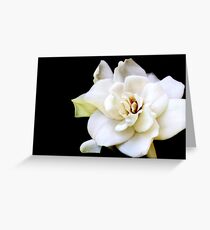 My April Gardenia Greeting Card
