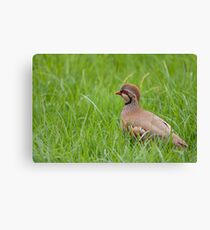 Red Legged Partridge Canvas Print