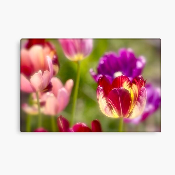 Tulips landscape. by Brown Sugar . Views (411) . Favs (8). Ola la , so good !!! Thank you friends !!! Happy Easter !!! Amen ! Canvas Print