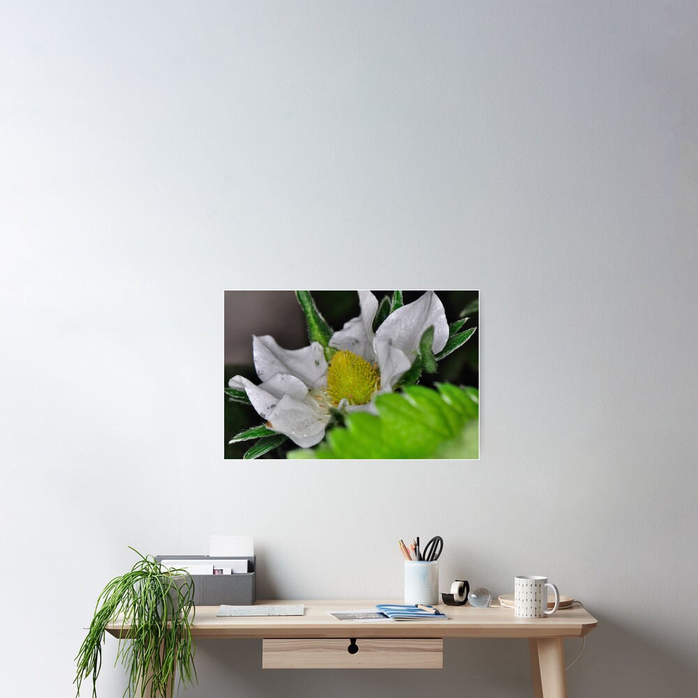 Strawberry Flower Poster