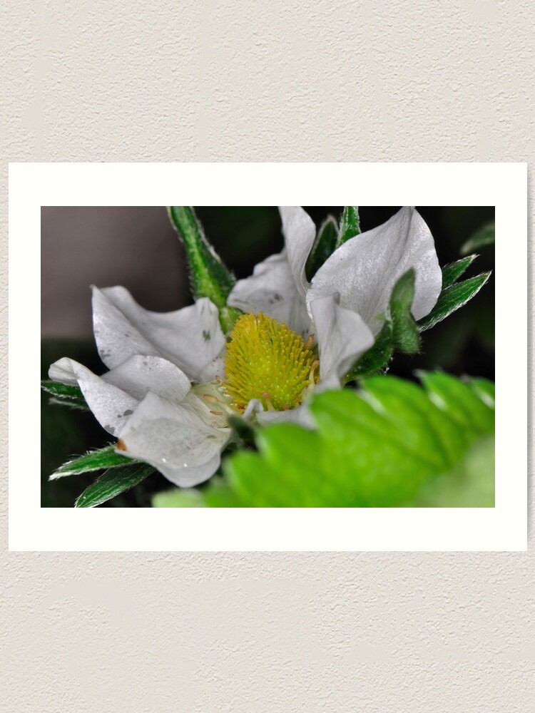 Alternate view of Strawberry Flower Art Print