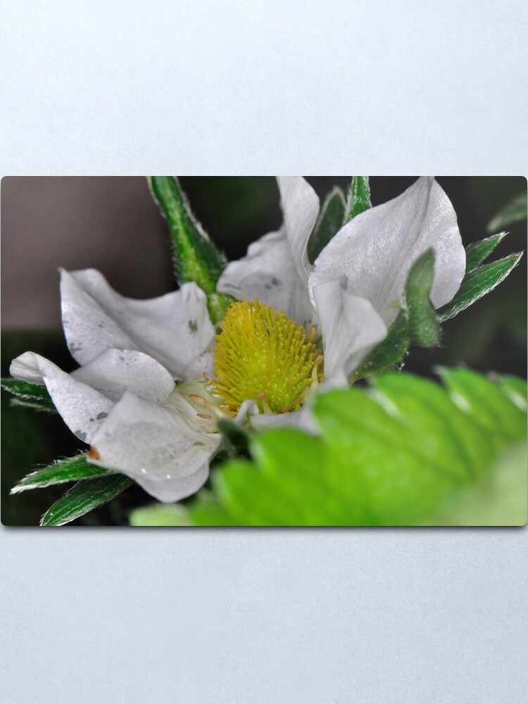 Alternate view of Strawberry Flower Metal Print