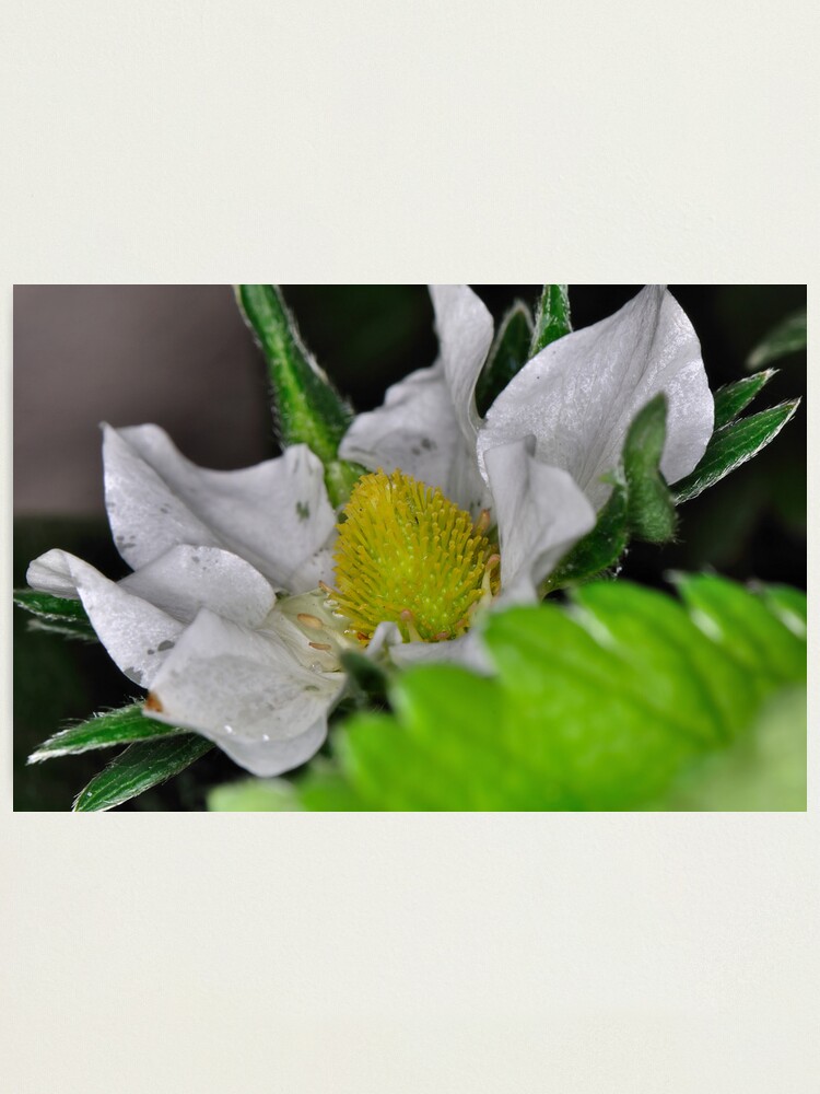 Alternate view of Strawberry Flower Photographic Print