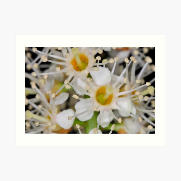 Star Burst Art Print