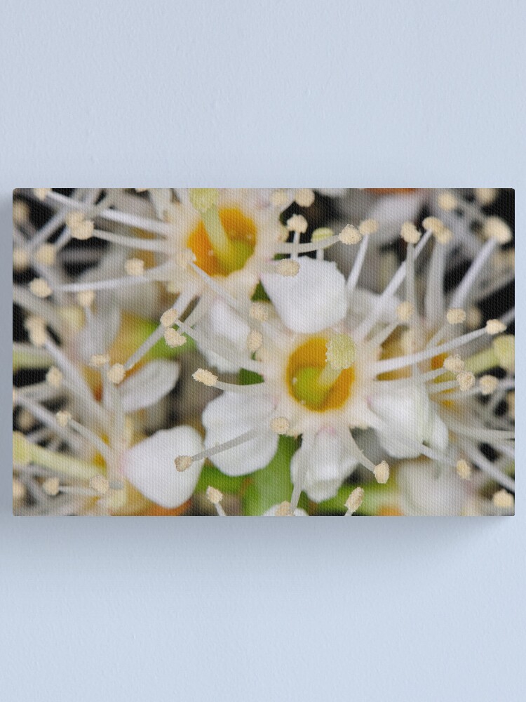 Alternate view of Star Burst Canvas Print