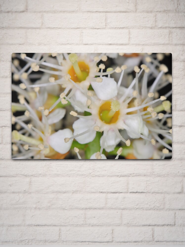 Alternate view of Star Burst Metal Print
