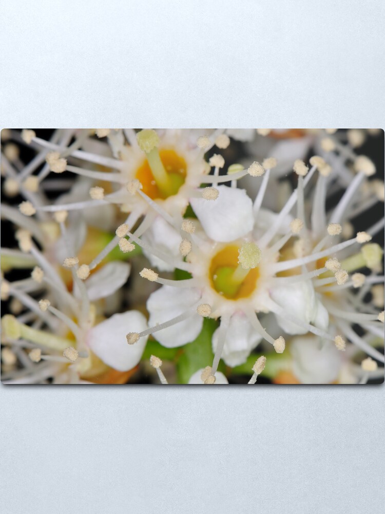Alternate view of Star Burst Metal Print