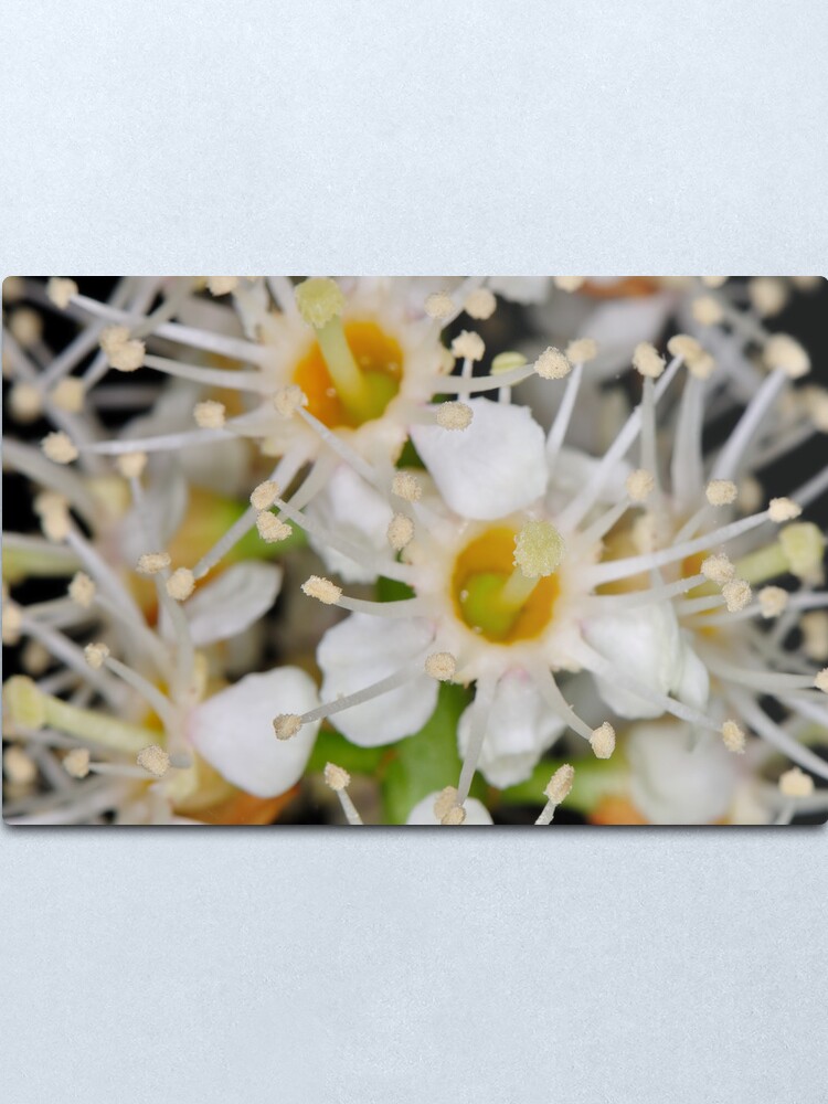 Alternate view of Star Burst Metal Print