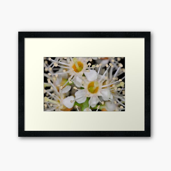 Star Burst Framed Art Print