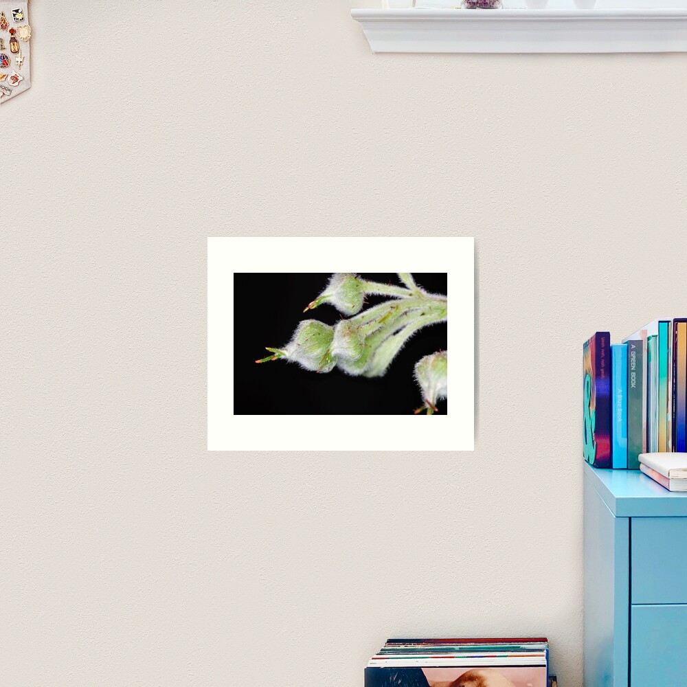 Raspberry Art Print