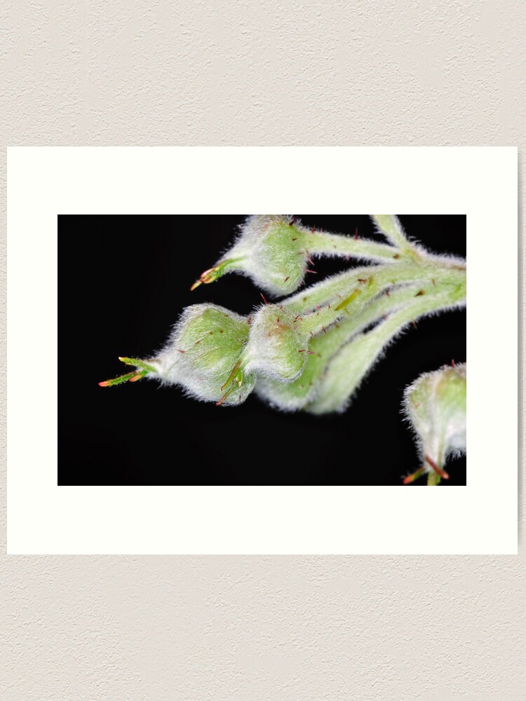 Alternate view of Raspberry Art Print