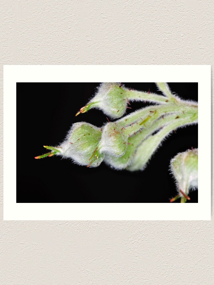 Alternate view of Raspberry Art Print