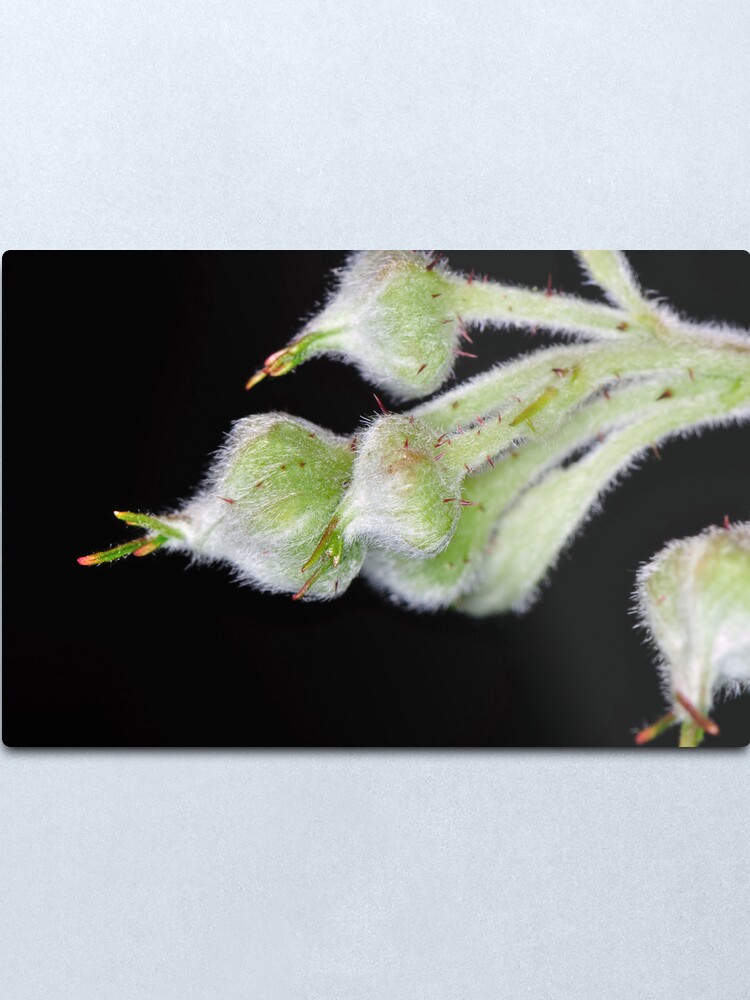 Alternate view of Raspberry Metal Print