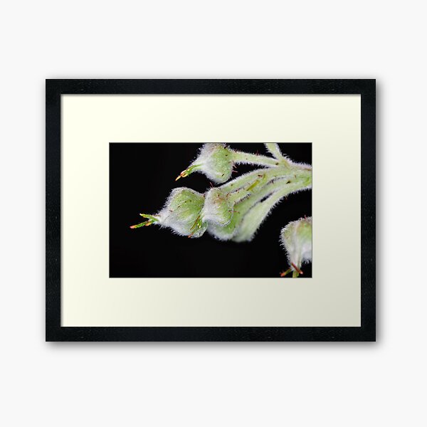 Raspberry Framed Art Print
