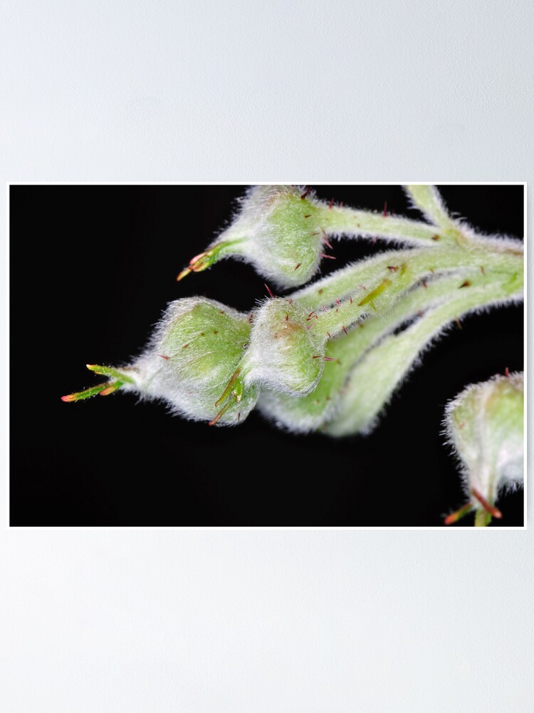 Alternate view of Raspberry Poster