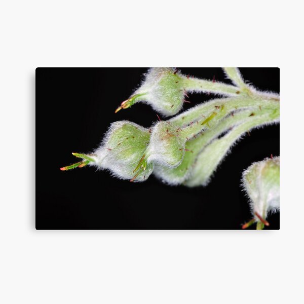 Raspberry Canvas Print