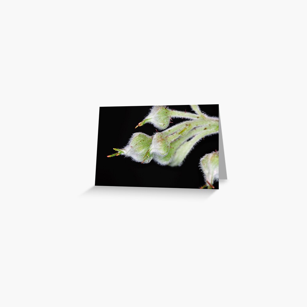 Raspberry Greeting Card