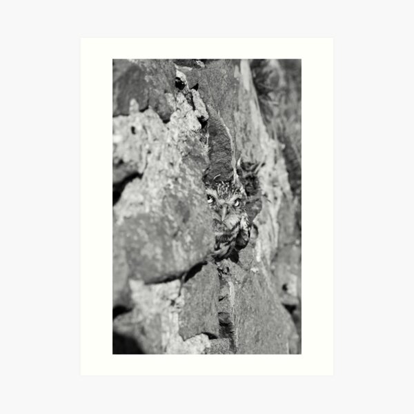 Little Owl Art Print